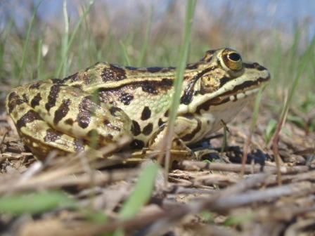 Identificazione rane.... Pelophylax sp. (Gargano)